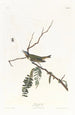 Viréo z czerwonymi oczami - John James Audubon — widok dzieła