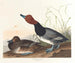Kaczka ruda - John James Audubon — widok dzieła