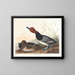 Kaczka ruda - John James Audubon — oprawiony obraz na ścianie