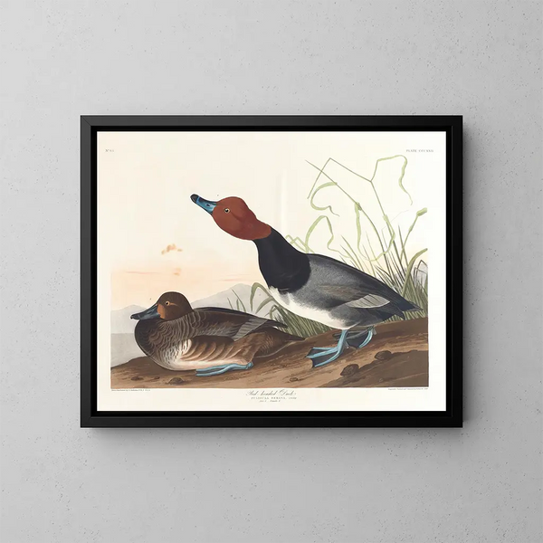 Kaczka ruda - John James Audubon — oprawiony obraz na ścianie
