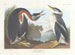 Czaplka czarnoszyja - John James Audubon — widok dzieła