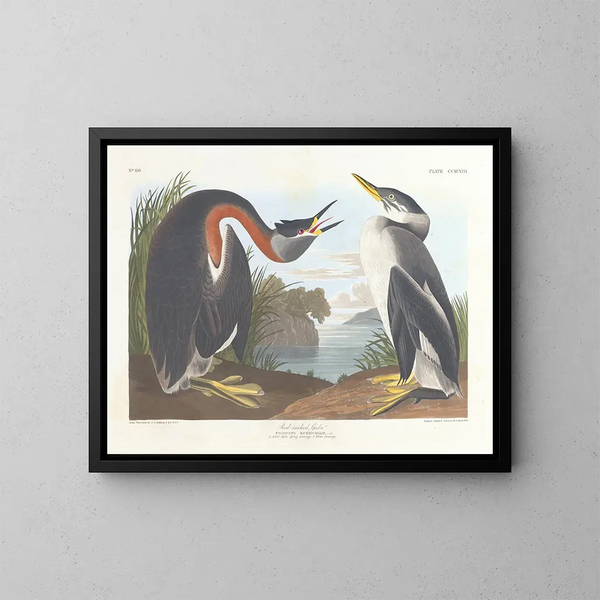 Czaplka czarnoszyja - John James Audubon — oprawiony obraz na ścianie