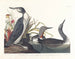 nurka morskiego - John James Audubon — widok dzieła