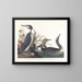 nurka morskiego - John James Audubon — oprawiony obraz na ścianie
