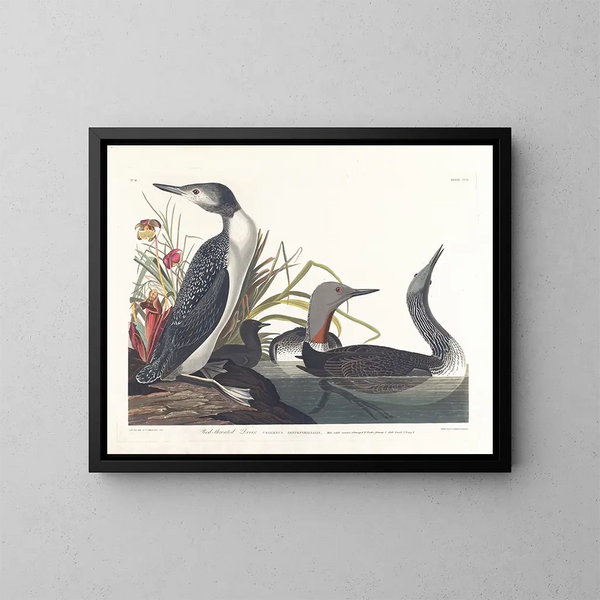 nurka morskiego - John James Audubon — oprawiony obraz na ścianie