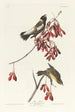 Moineau des rizières - John James Audubon — widok dzieła