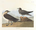 Le chasseur de Richardson - John James Audubon — widok dzieła