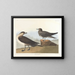 Le chasseur de Richardson - John James Audubon — oprawiony obraz na ścianie