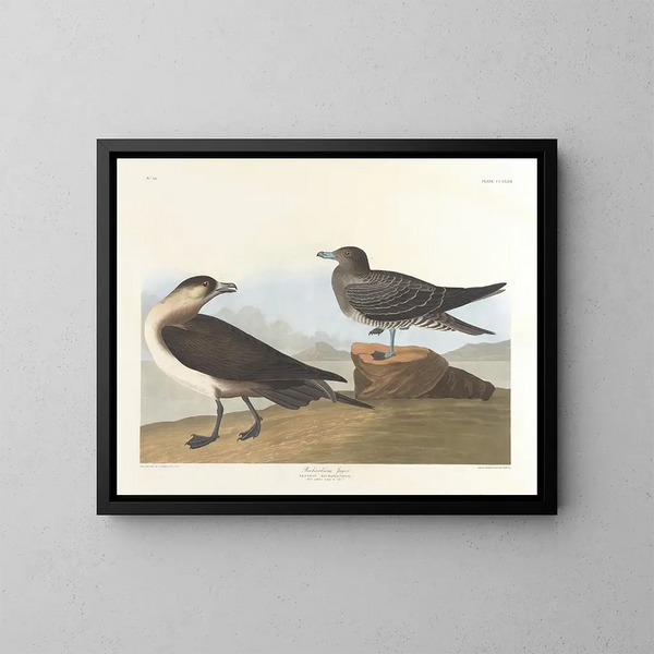Le chasseur de Richardson - John James Audubon — oprawiony obraz na ścianie
