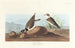 Pluvier à collier interrompu - John James Audubon — widok dzieła