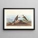 Pluvier à collier interrompu - John James Audubon — oprawiony obraz na ścianie