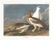 Grupa skał - John James Audubon — widok dzieła