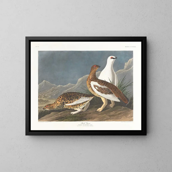 Grupa skał - John James Audubon — oprawiony obraz na ścianie