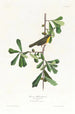 Paruline de Roscoe - John James Audubon — widok dzieła