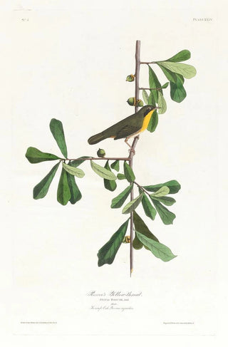 John James Audubon - Roscoes yellowthroat.webp