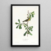 Paruline de Roscoe - John James Audubon — oprawiony obraz na ścianie