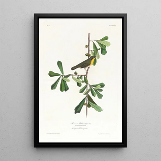 John James Audubon - Roscoes yellowthroat.webp
