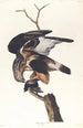 Faucon à pattes rugueuses - John James Audubon — widok dzieła