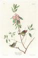 Troglodyte à couronne rubis - John James Audubon — widok dzieła