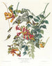 Koliber z czerwoną gardzielą - John James Audubon — widok dzieła
