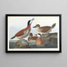 Kaczka ruda - John James Audubon — oprawiony obraz na ścianie