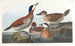 Kaczka ruda - John James Audubon — widok dzieła