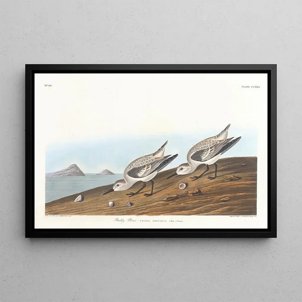 Pluvier roux - John James Audubon — oprawiony obraz na ścianie