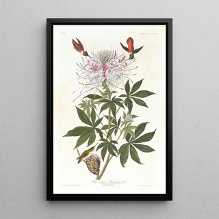 John James Audubon - Ruffnecked hummingbird.webp