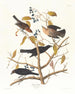 Grakle rouillé - John James Audubon — widok dzieła