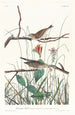 Bruant des savanes - John James Audubon — widok dzieła