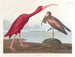 Ibis écarlate - John James Audubon — widok dzieła