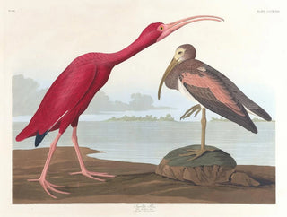 Ibis écarlate - John James Audubon — widok dzieła