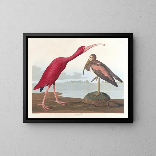 Ibis écarlate - John James Audubon — oprawiony obraz na ścianie