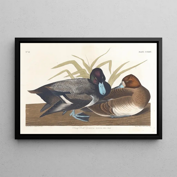 Fuligule milouinan - John James Audubon — oprawiony obraz na ścianie