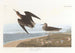 Bécasseau de Schinz - John James Audubon — widok dzieła