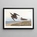 Bécasseau de Schinz - John James Audubon — oprawiony obraz na ścianie