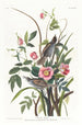 Bruant maritime - John James Audubon — widok dzieła