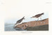 Bécasseau semipalmé - John James Audubon — widok dzieła