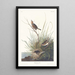 Bruant à queue aiguë - John James Audubon — oprawiony obraz na ścianie