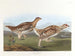 Tetra o spiczastej ogonie - John James Audubon — widok dzieła