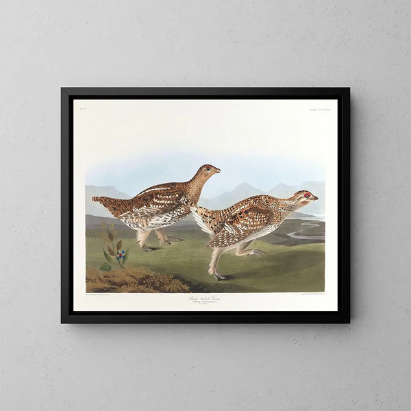 Tetra o spiczastej ogonie - John James Audubon — oprawiony obraz na ścianie