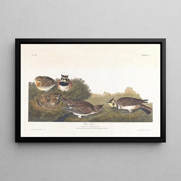 John James Audubon - Shore lark.webp
