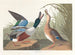 Kaczka souchet - John James Audubon — widok dzieła