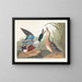 Kaczka souchet - John James Audubon — oprawiony obraz na ścianie