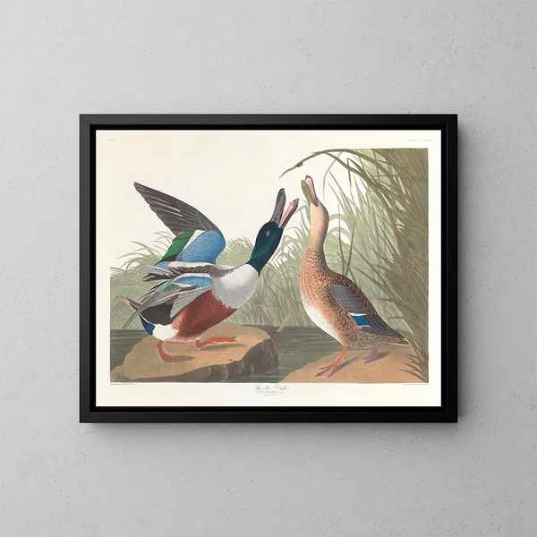 Kaczka souchet - John James Audubon — oprawiony obraz na ścianie