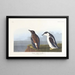 Guillemot à bec mince - John James Audubon — oprawiony obraz na ścianie