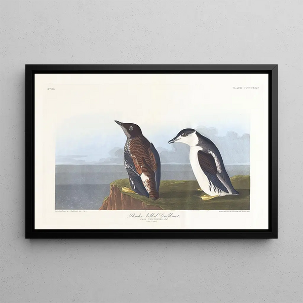 Guillemot à bec mince - John James Audubon — oprawiony obraz na ścianie