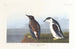 Guillemot à bec mince - John James Audubon — widok dzieła