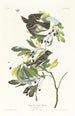 Mały moucherolle z zielonym grzebieniem - John James Audubon — widok dzieła