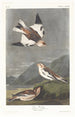 Bruant des neiges - John James Audubon — widok dzieła